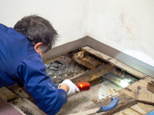 Best Mold Remediation  in Clifton, TX