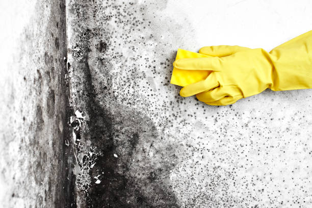 Best Mold Removal Company Near Me  in Clifton, TX
