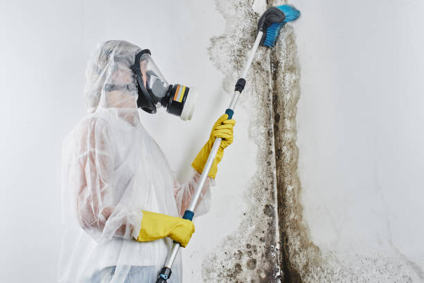 Best Mold Cleaning Services  in Clifton, TX