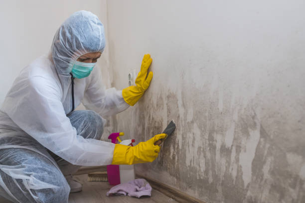 Best Attic Mold Removal  in Clifton, TX