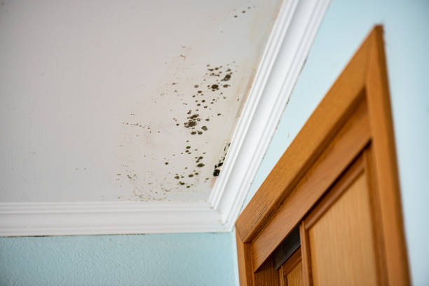 Best Mold Removal Specialists  in Clifton, TX