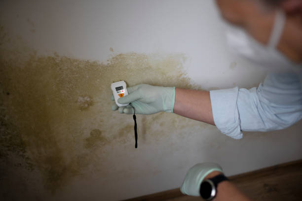 Certified Mold Removal in Clifton, TX