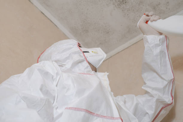Home Mold Removal in Clifton, TX