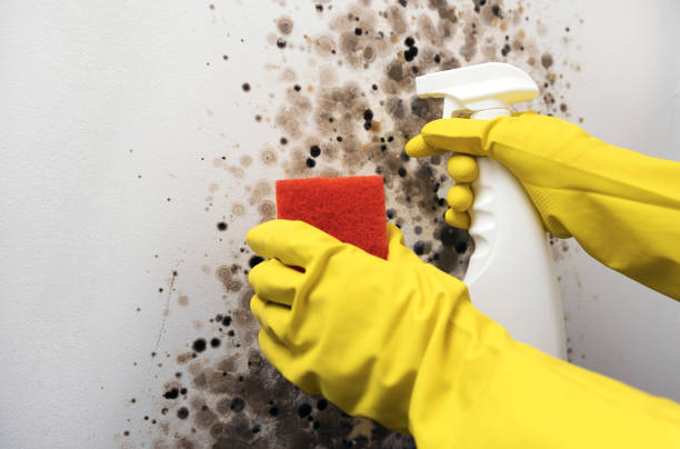 Best Mold Damage Repair  in Clifton, TX