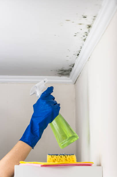 Best Mold Removal Company Near Me  in Clifton, TX