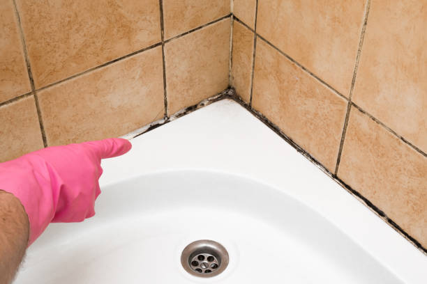 Best Certified Mold Removal  in Clifton, TX