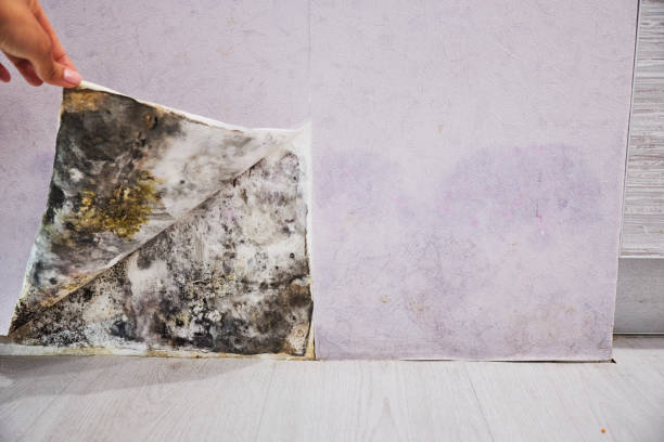 Best Mold Removal and Inspection  in Clifton, TX